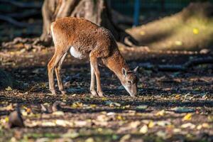 a young female Mouflon Ovis gmelini musimon photo