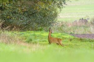 Deer grazing and relaxing in nature photo