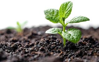 Closeup of growing little green sprout appearing from the ground soil photo