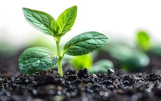 Closeup of growing little green sprout appearing from the ground soil photo