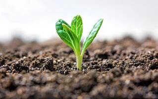 Closeup of growing little green sprout appearing from the ground soil photo