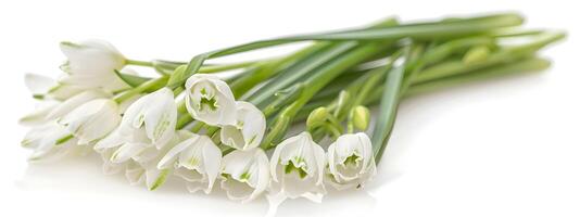 colorful spring background with snowdrops photo