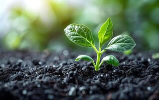 Closeup of growing little green sprout appearing from the ground soil photo