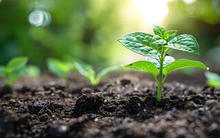 Closeup of growing little green sprout appearing from the ground soil photo