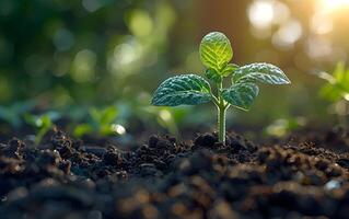 Closeup of growing little green sprout appearing from the ground soil photo