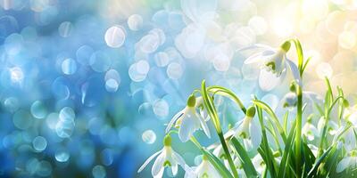 colorful spring background with snowdrops photo