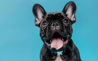 French bulldog dog that has opened its mouth and sticks out its tongue photo