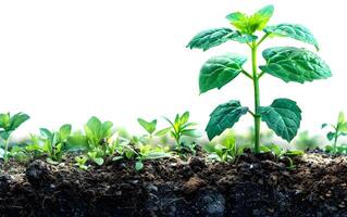 Closeup of growing little green sprout appearing from the ground soil photo