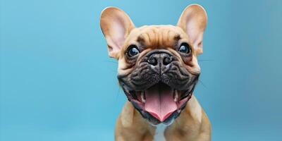 French bulldog dog that has opened its mouth and sticks out its tongue photo