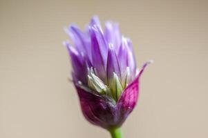 a soft flower blossom in a nature garden photo