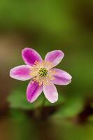 delicate purple wood anemone flowers in a forest photo