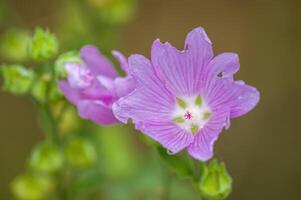 un suave flor florecer en un naturaleza jardín foto