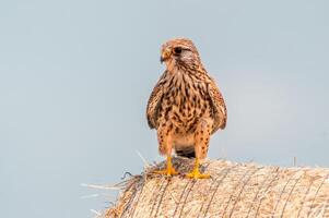 young falcon on the hunt for prey photo