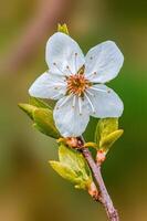 fresh spring blossoms at the beginning of the year photo