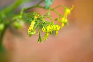 a soft flower blossom in a nature garden photo