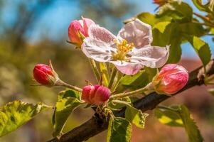 fresh spring blossoms at the beginning of the year photo