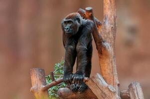 young gorilla stands on a tree and stares photo