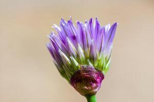 a soft flower blossom in a nature garden photo