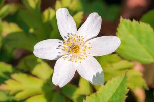 delicate white wood anemone flowers in a forest photo