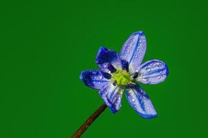 a soft flower blossom in a nature garden photo