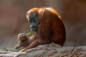 female orangutan sitting on a rock photo