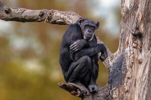 sitting west african chimpanzee relaxes photo