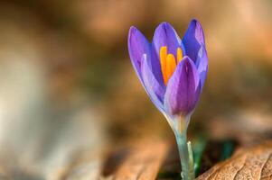 fresh spring flowers at the beginning of the year photo