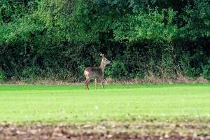 a roe buck at a field photo