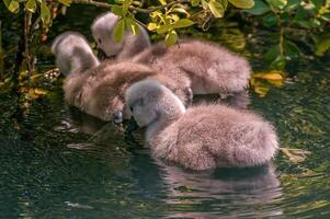 a family of swans on a pond photo