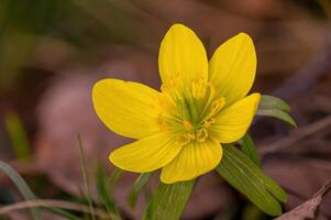 colorful flower bloom in spring photo