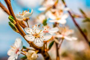 fresh spring blossoms at the beginning of the year photo