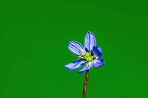 un suave flor florecer en un naturaleza jardín foto