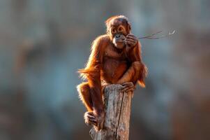 young orangutan child sitting on a tree photo