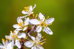 branch with beautiful fresh flowers photo