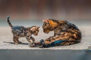 young pretty cat relaxes in the sun photo