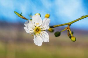 fresh spring blossoms at the beginning of the year photo