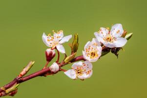 branch with beautiful fresh flowers photo