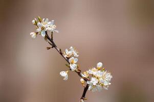 branch with beautiful fresh flowers photo