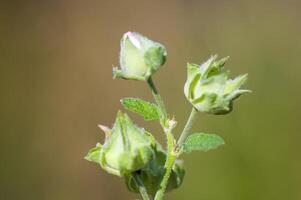 closed mallow flowers in the morning light photo