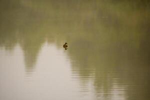 a Young swan swims elegantly on a pond photo