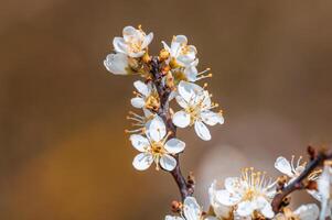 branch with beautiful fresh flowers photo