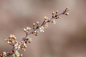 branch with beautiful fresh flowers photo