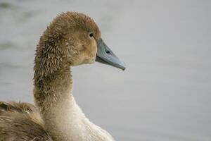 un joven cisne nada esmeradamente en un estanque foto