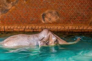 elephant bathing in clear water photo
