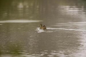 a Young swan swims elegantly on a pond photo