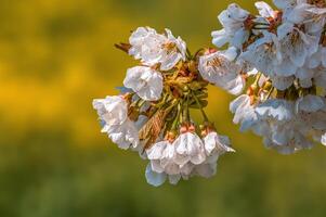 fresh spring blossoms at the beginning of the year photo