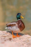 water bird swims on a lake photo