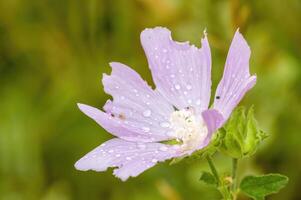 a soft flower blossom in a nature garden photo