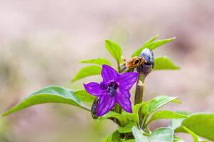 flowers and leaves of a chili plant photo