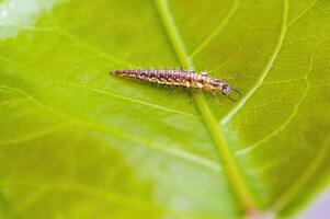 a Small larvae insect on a plant in the meadow photo